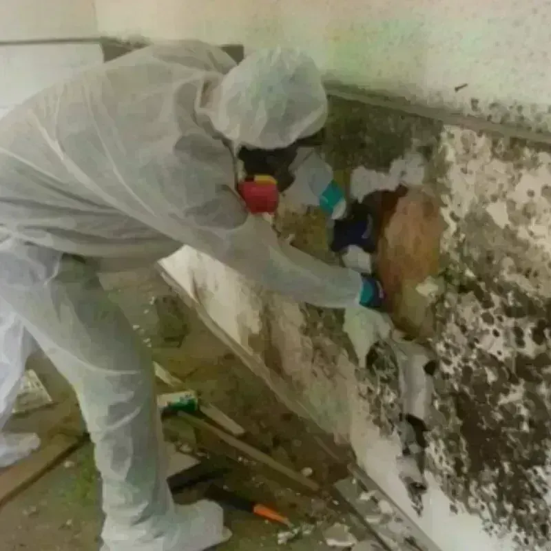 Mold Remediation and Removal in West Long Branch, NJ